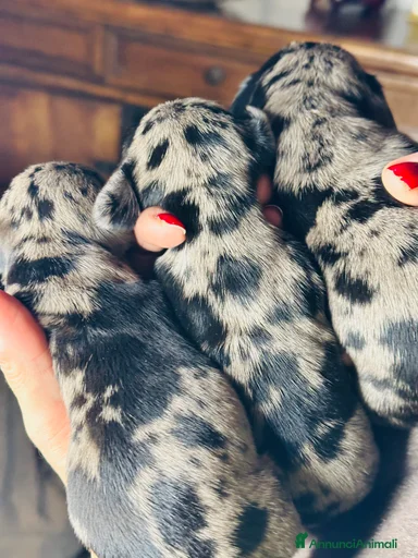 Immagine della galleria {{count}}