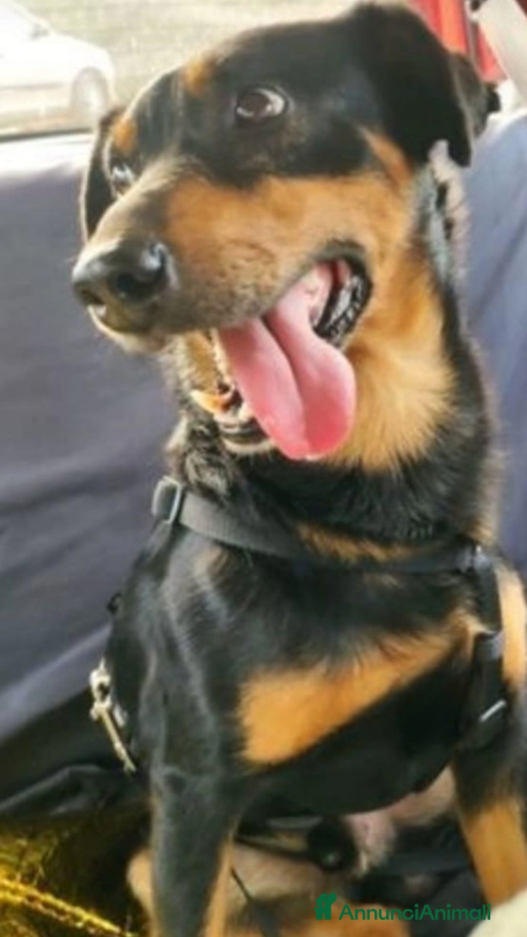 Meticcio gatti in regalo: Nero focato 4/5anni kg9 vissuto a catena OK GATTI a Città metropolitana di Milano - Immagine 4
