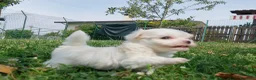 Maltese cani in vendita: Prenotazione cuccioli di Maltese - Ottobre 2026 - Annuncio 3