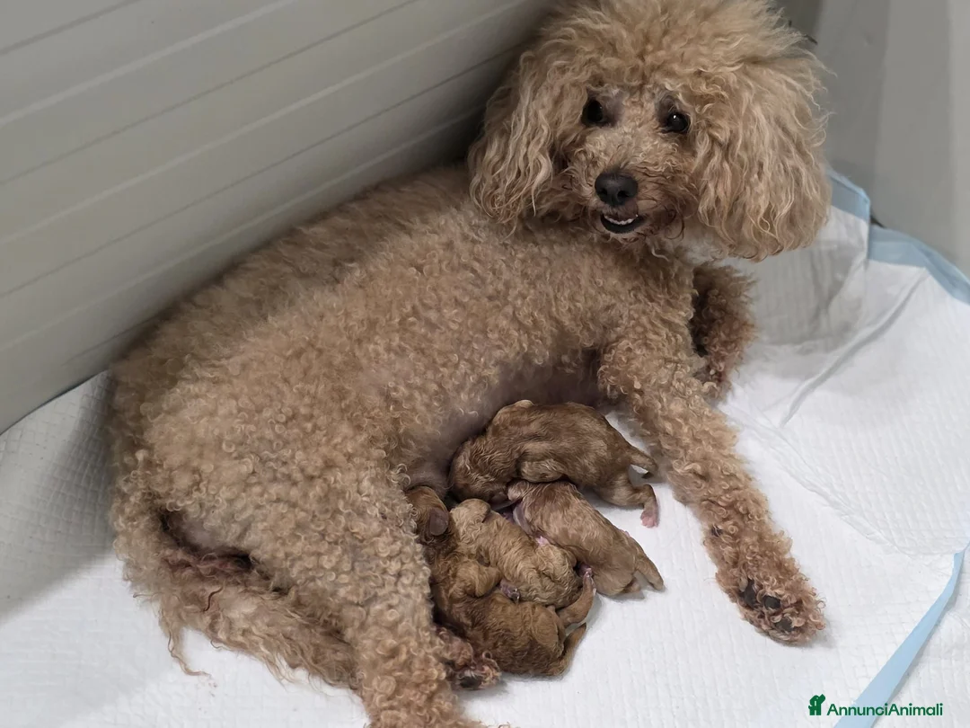 Barboncino cani in vendita: Barboncino nani red - Annuncio 2