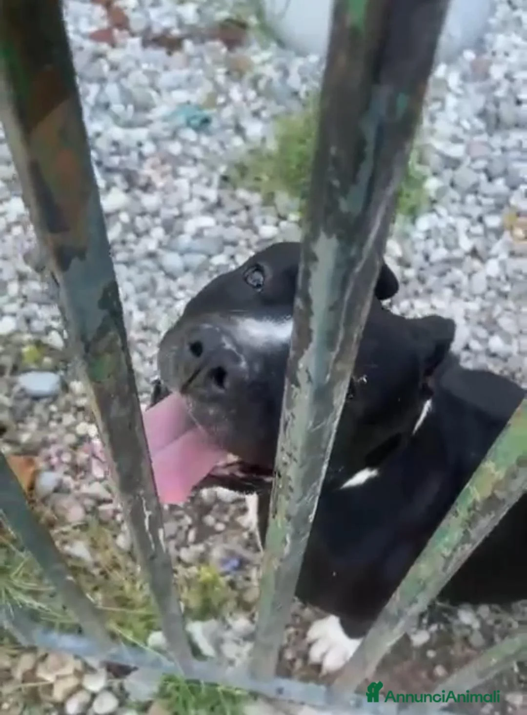 American Staffordshire cani in regalo: Amstaff/Bully 3anni TROPPO SFORTUNATO!AIUTATELO!MN - Annuncio 2