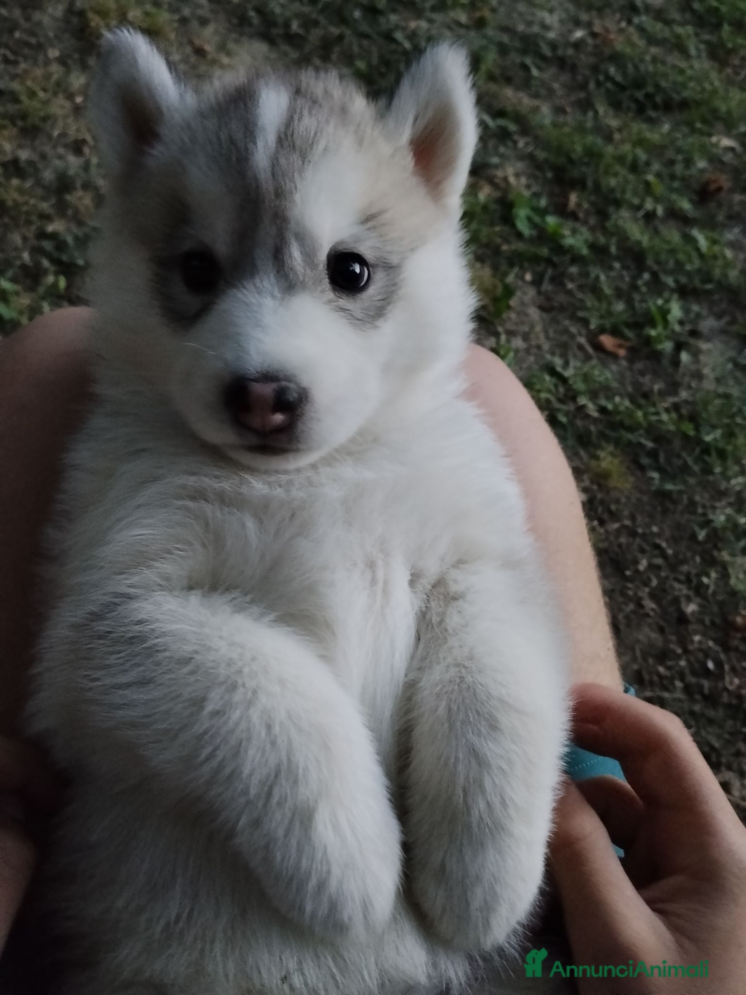Husky cani cuccioli di siberian husky  - Annuncio 15