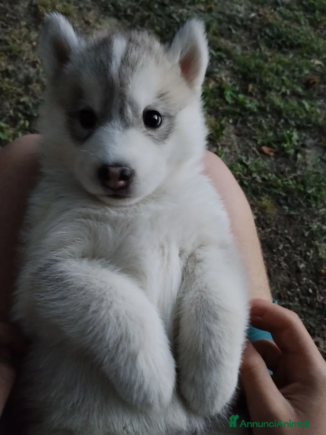 Husky cani in vendita: cuccioli di siberian husky  - Annuncio 1