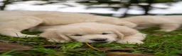Golden Retriever cani in vendita: cuccioli golden retriever - Annuncio 6