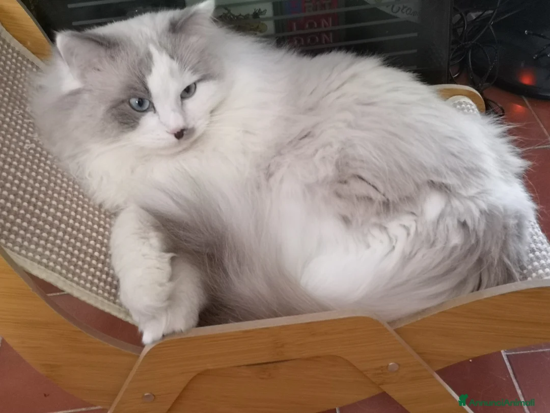 Ragdoll gatti per accoppiamento: Il regale Matisse cerca compagna - Annuncio 4