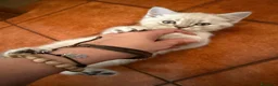 Scottish gatti in vendita: Gattino schottish bianco con occhi azzurri - Annuncio 9