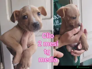 Meticcio cani Troppi cuccioli rinchiusi - Annuncio 33