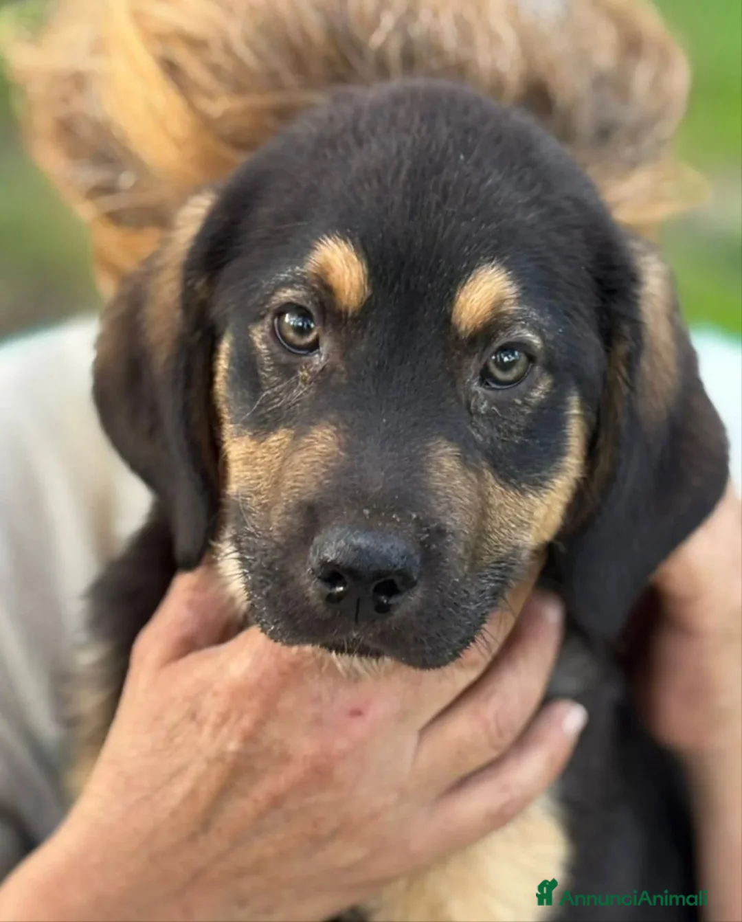 Meticcio cani in regalo: CARLO cucciolo 3 mesi taglia media cerca casa - Annuncio 6