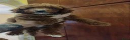 Barboncino cani in vendita: Barboncini Red - Annuncio 6