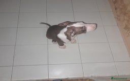 Pitbull cani in vendita: CUCCIOLI DI PITBULL a Provincia di Viterbo - Immagine 10