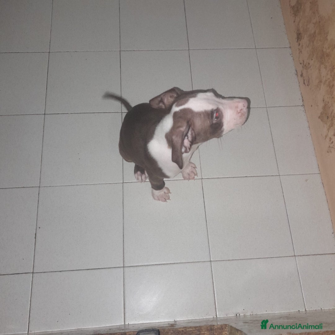 Pitbull cani in vendita: CUCCIOLI DI PITBULL a Provincia di Viterbo - Immagine 10