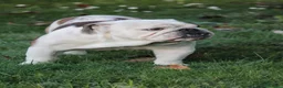 Bulldog cani in vendita: Cuccioli Bulldog Inglese con Pedigree - Annuncio 37