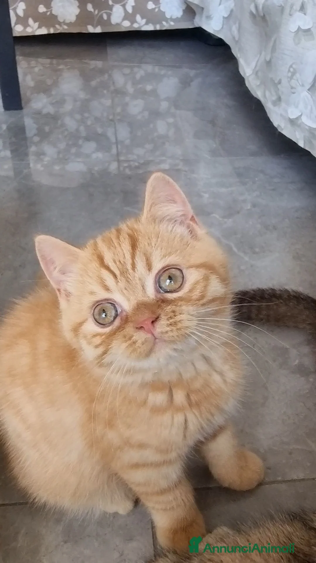 Scottish gatti in vendita: Scottish Straight con Pedigree  - Annuncio 2