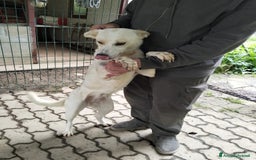 Meticcio cani in regalo: ALICE  a Città Metropolitana di Torino - Immagine 18