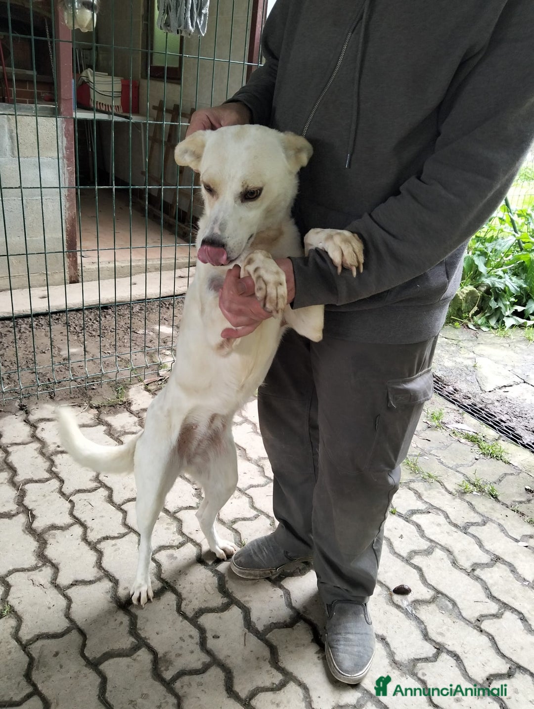 Meticcio cani in regalo: ALICE  a Città Metropolitana di Torino - Immagine 18