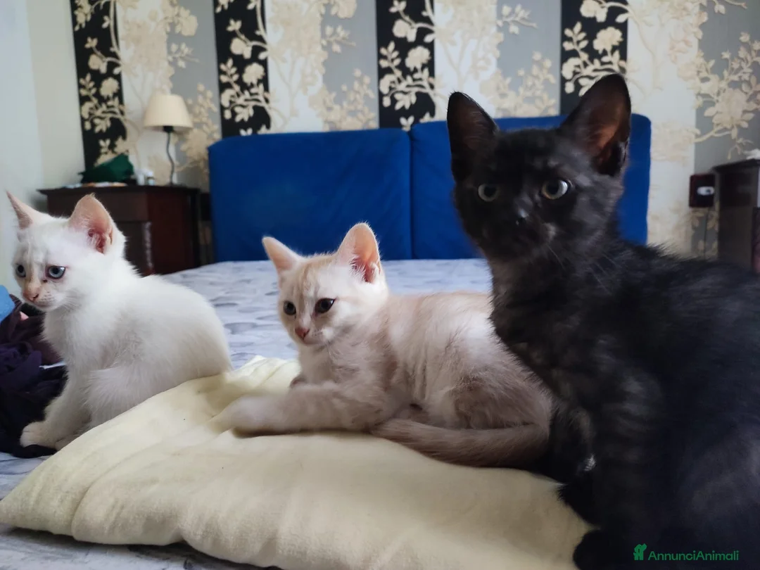 Europeo gatti in regalo: 3 gattini cercano casa  - Annuncio 7