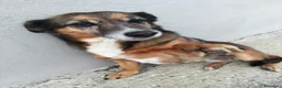 Meticcio cani in regalo: regalo cagnolina adorabile a Provincia di Vicenza - Annuncio 2