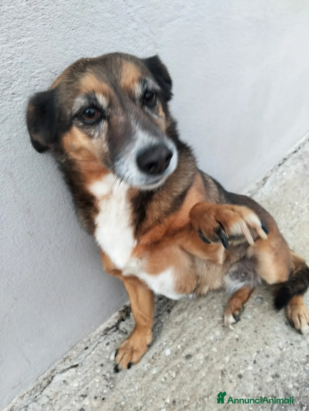 Meticcio cani in regalo: regalo cagnolina adorabile a Provincia di Vicenza - Annuncio 2
