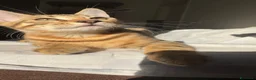 Bengala gatti in vendita: Cuccioli bengala  a Provincia della Spezia - Annuncio 11