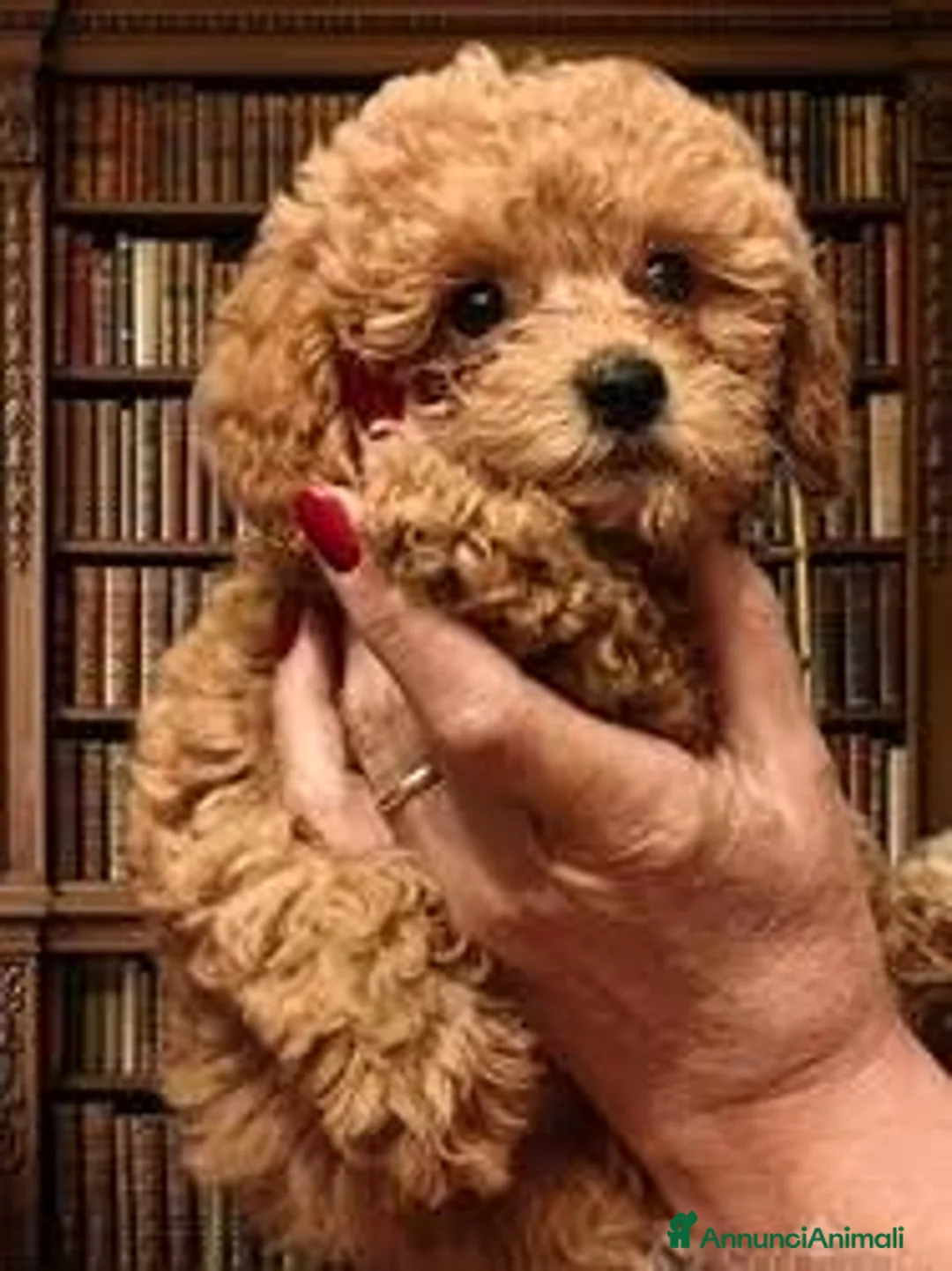 Barboncino Toy cani in vendita: Cuccioli Barboncino - Annuncio 2