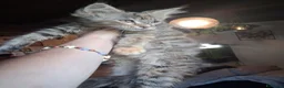 Maine Coon gatti in vendita: Maine coon gattini - Annuncio 11