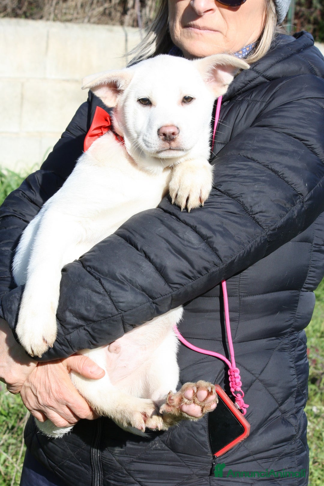 Meticcio cani in regalo: Zack stupendo e dolce cucciolo in adozione  - Annuncio 3