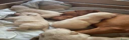 Meticcio cani in vendita: I Cuccioli bellissimi a Ente di decentramento regionale di Udine - Annuncio 5