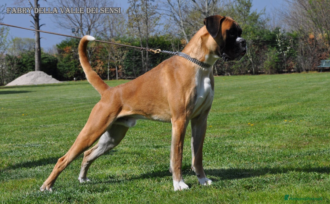 Boxer cani in vendita: BOXER CUCCIOLI VENDO A TRENTO E VERONA - Annuncio 6