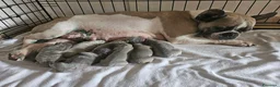 Bulldog Francese cani in vendita: Cuccioli di bulldog francese esotico - Annuncio 2