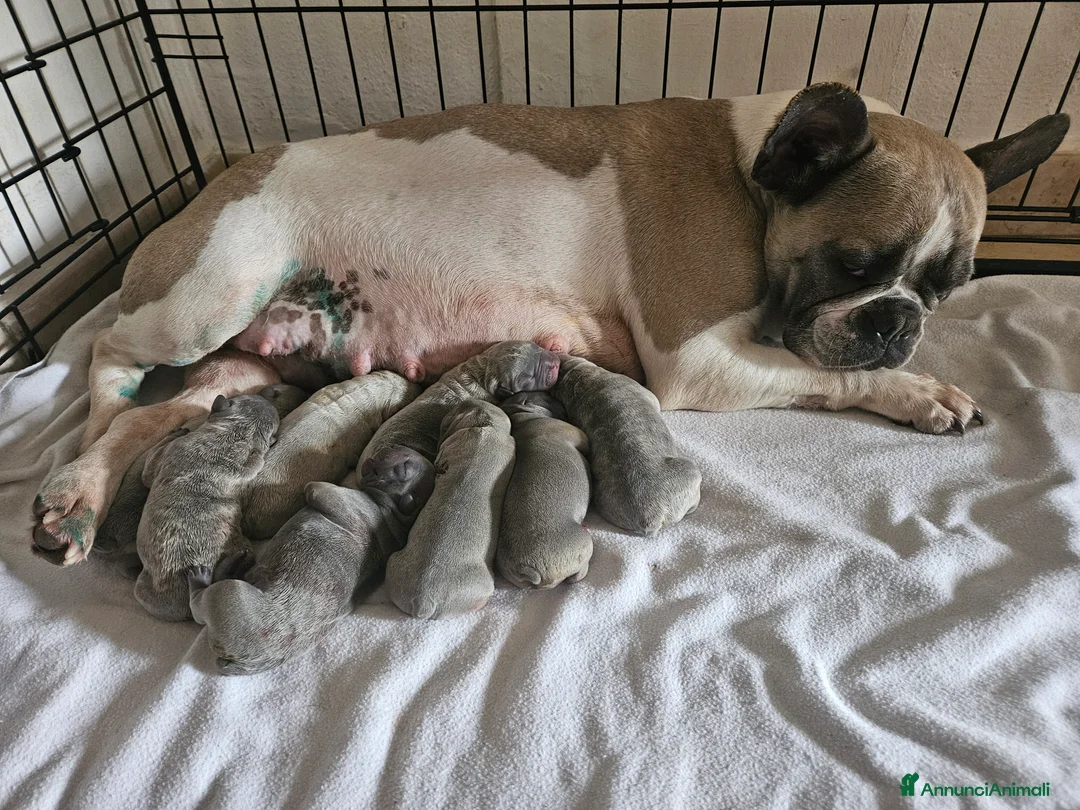 Bulldog Francese cani in vendita: Cuccioli di bulldog francese esotico - Annuncio 2