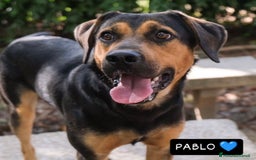 Meticcio cani in regalo: Pablo - Annuncio 1