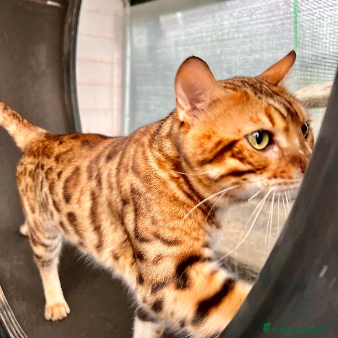 Immagine della galleria {{count}}