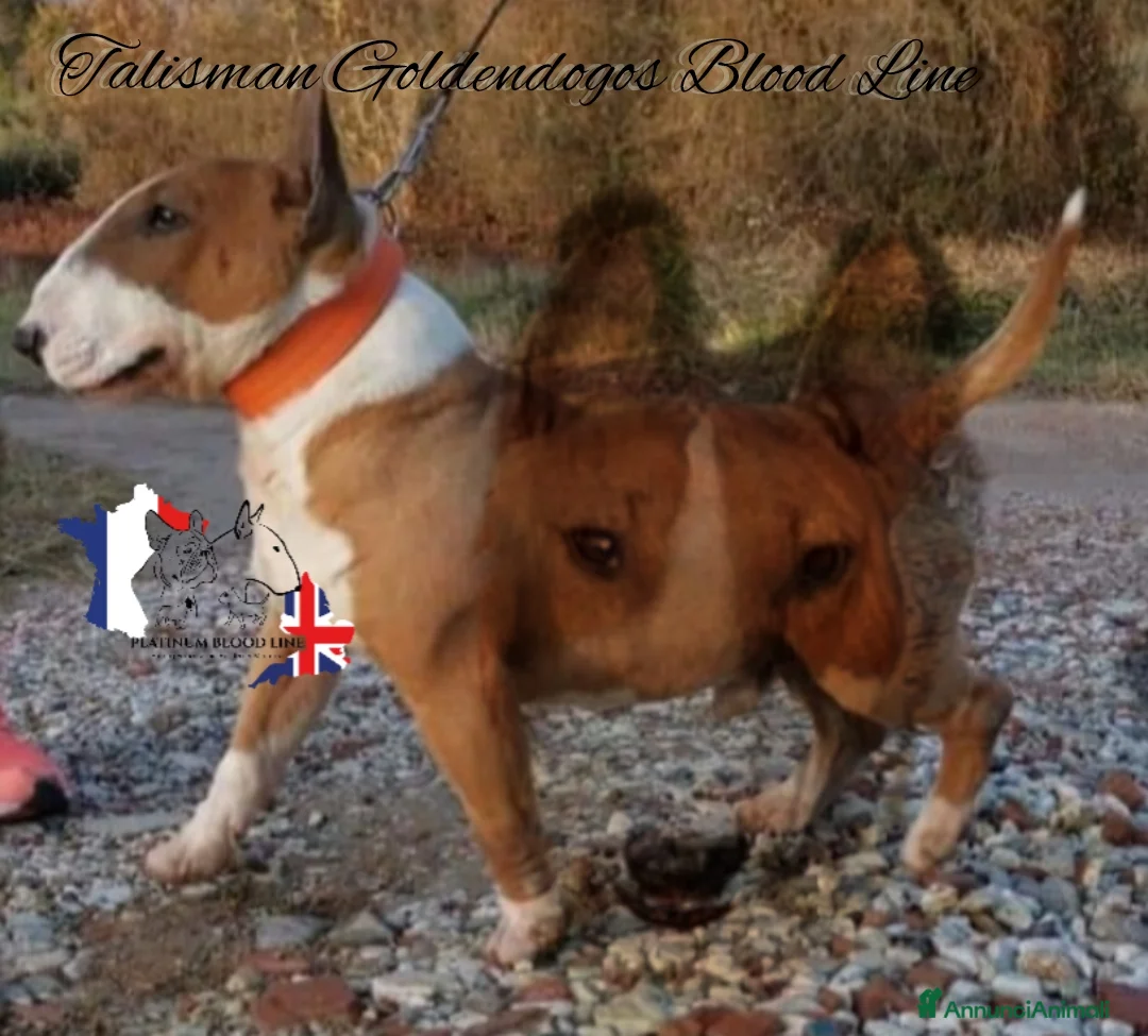 Immagine della galleria {{count}}