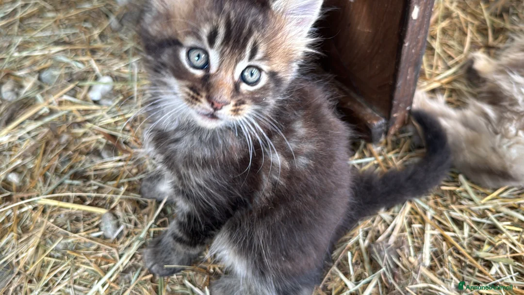 Maine Coon gatti in vendita: Cucciolo maine coon {LestatXCelebrant} - Annuncio 2