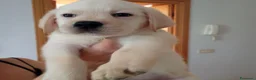 Labrador cani in vendita: Cuccioli Labrador retriever  - Annuncio 5