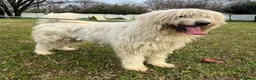 Meticcio cani in regalo: BELLE BELLISSIMO CERCA CASA - Annuncio 19