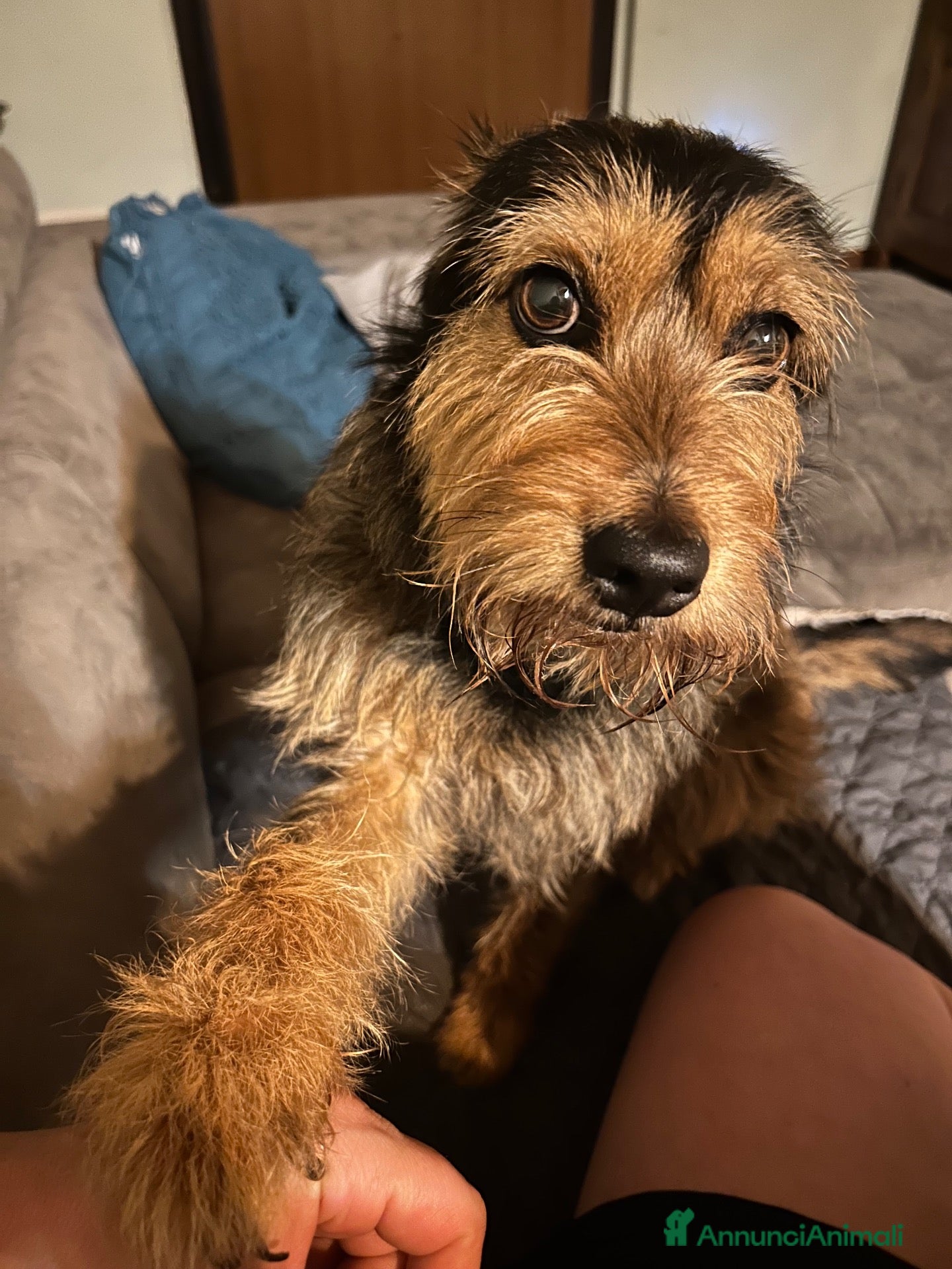 Meticcio cani in regalo: Perla cerca casa - Annuncio 1