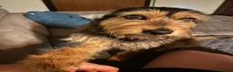 Meticcio cani in regalo: Perla cerca casa a Provincia di Brescia - Annuncio 1
