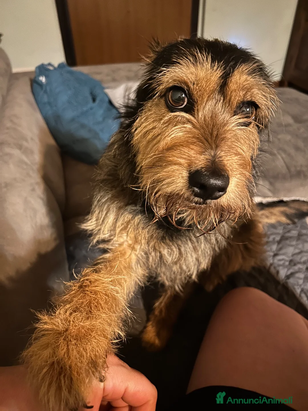 Meticcio cani in regalo: Perla cerca casa a Provincia di Brescia - Annuncio 1