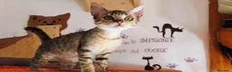 Meticcio gatti in regalo: Siria 5/6 mesi, gattina dolcissima  - Annuncio 4