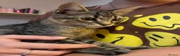 Meticcio gatti in regalo: Cucciolo in cerca di una casa - Annuncio 3