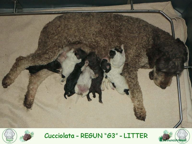 Lagotto cani Lagotto romagnolo cuccioli - Annuncio 7