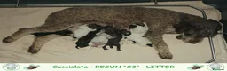 Lagotto cani in vendita: Lagotto romagnolo cuccioli - Annuncio 1