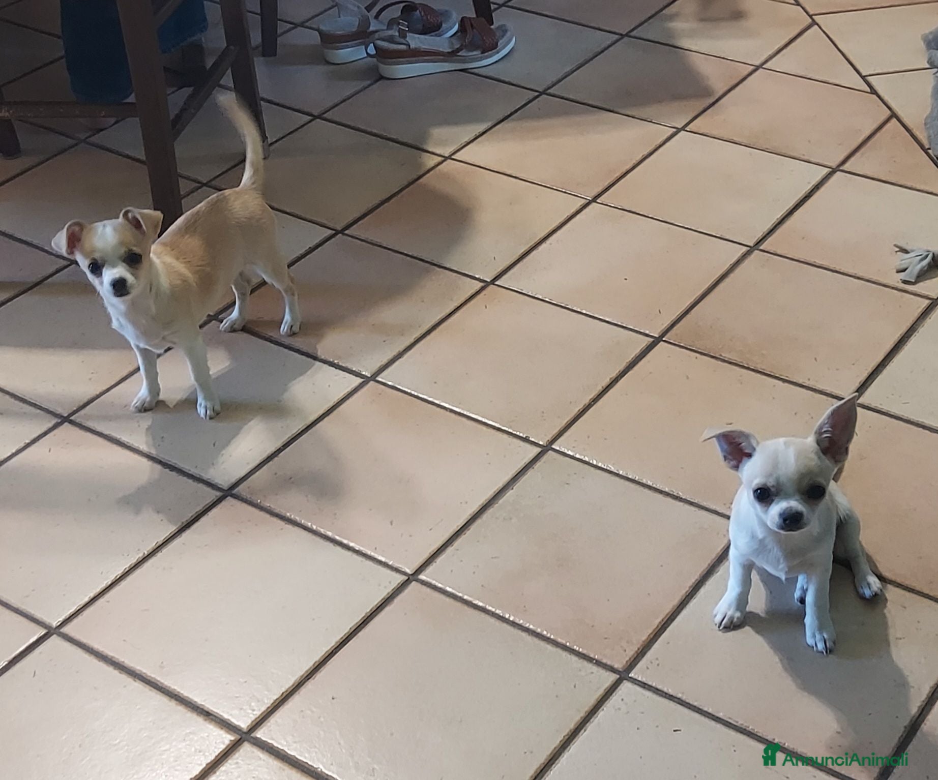 Chihuahua cani Cucciola chihuahua femmina con pedigree  - Annuncio 31