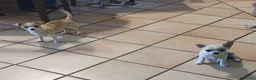 Chihuahua cani in vendita: Cucciola chihuahua femmina con pedigree  - Annuncio 1