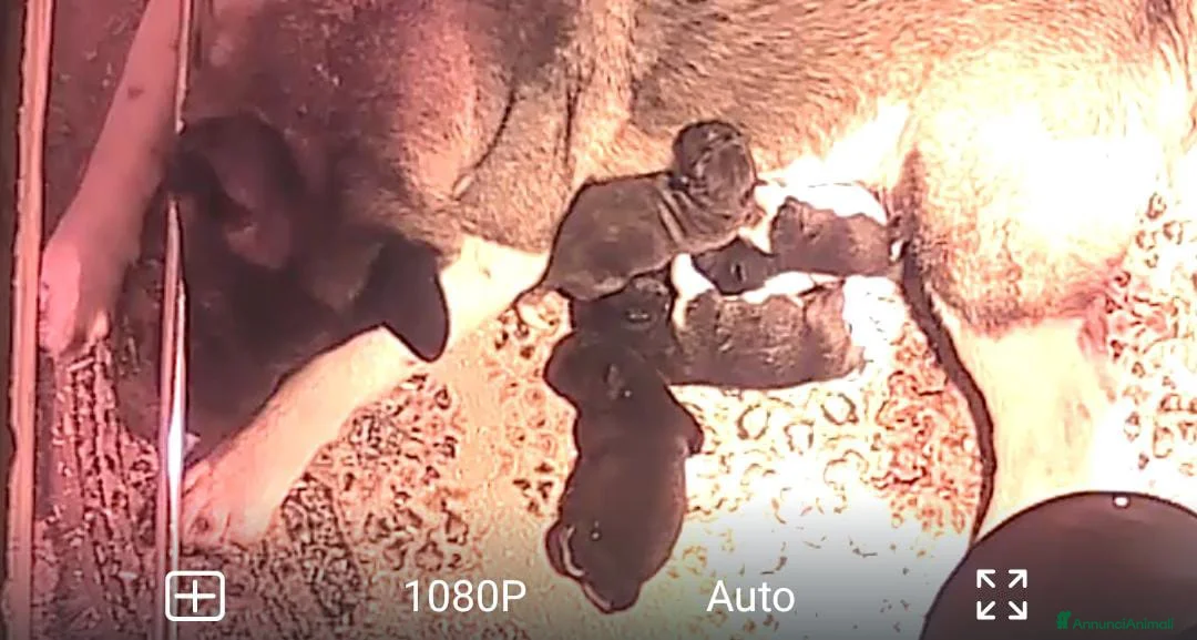 Akita Americano cani in vendita: Cuccioli Akita Americano - Annuncio 2