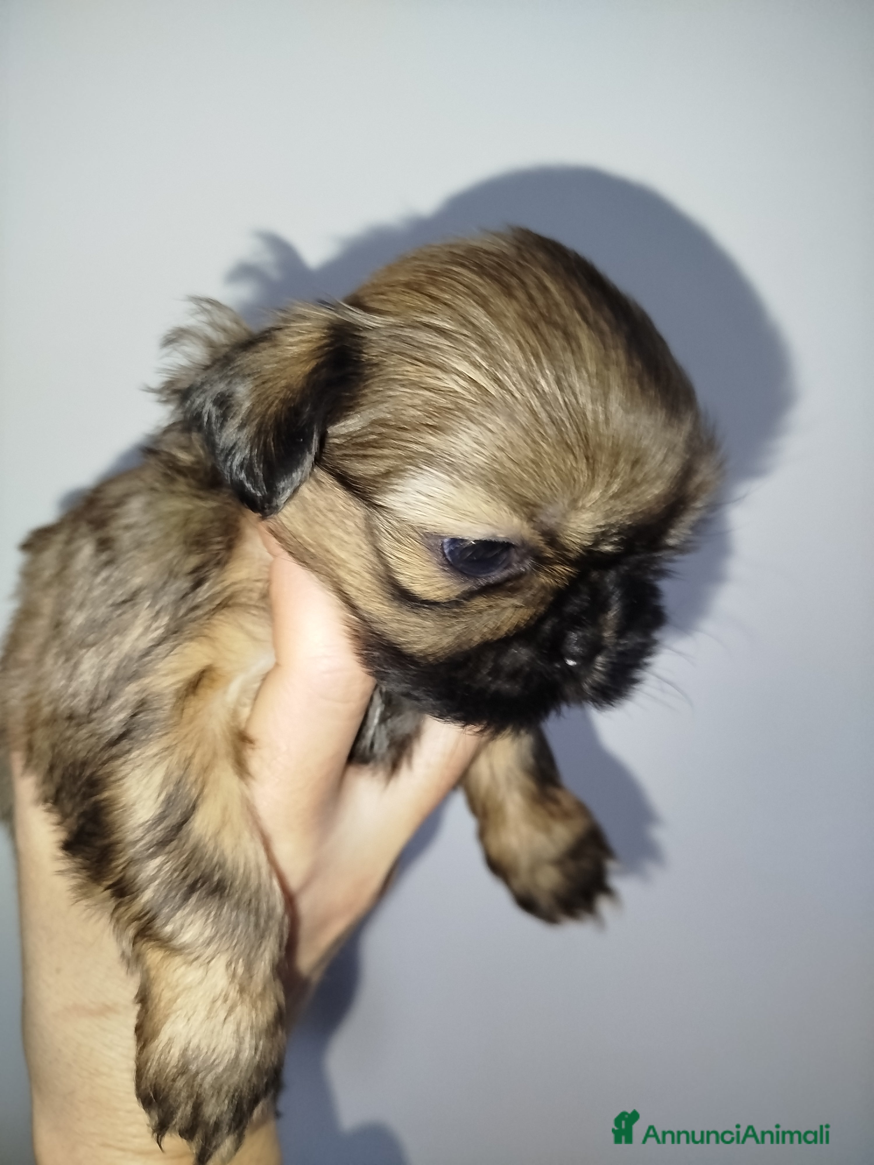 Shih Tzu cani Cucciola di Shih Tzu Shitzu pedigree Enci  - Annuncio 1