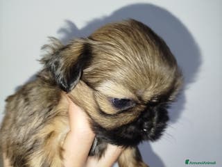 Shih Tzu cani Cucciola di Shih Tzu Shitzu pedigree Enci - Annuncio 1