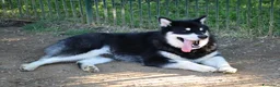 Alaskan Malamute cani per accoppiamento: Alaskan malamute a Provincia di Livorno - Annuncio 14
