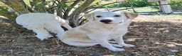 Meticcio cani in regalo: Flora  a Provincia di Potenza - Annuncio 1